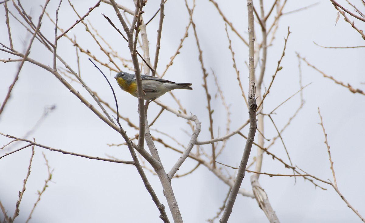 Northern Parula - ML229083111
