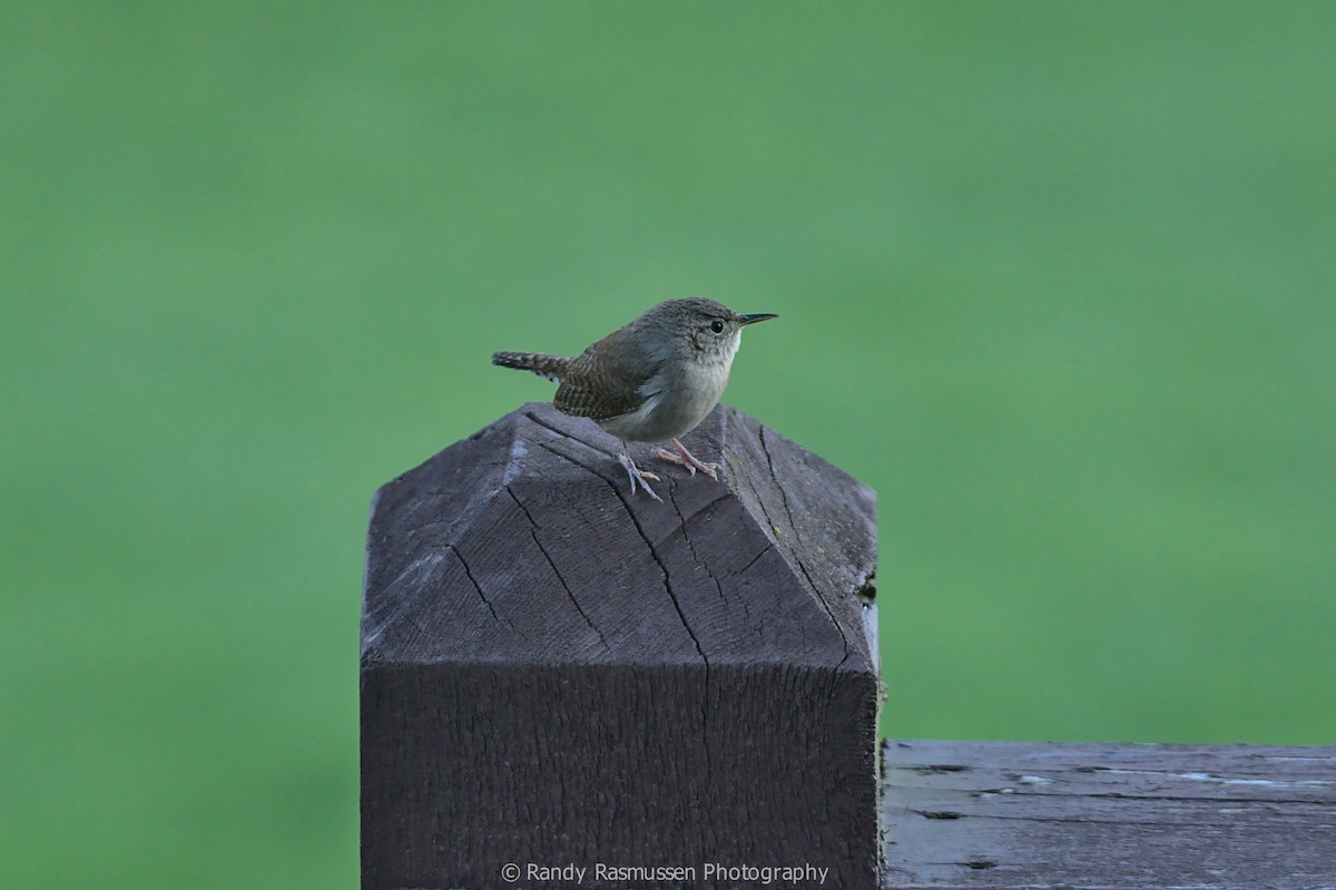 House Wren - ML229083371