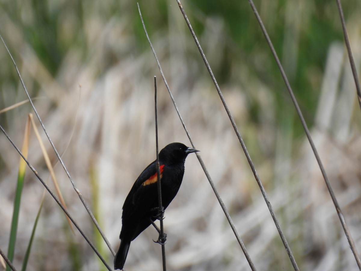 Red-winged Blackbird - ML229084961