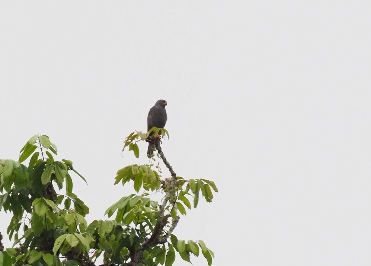 Gray-headed Goshawk - ML229086801