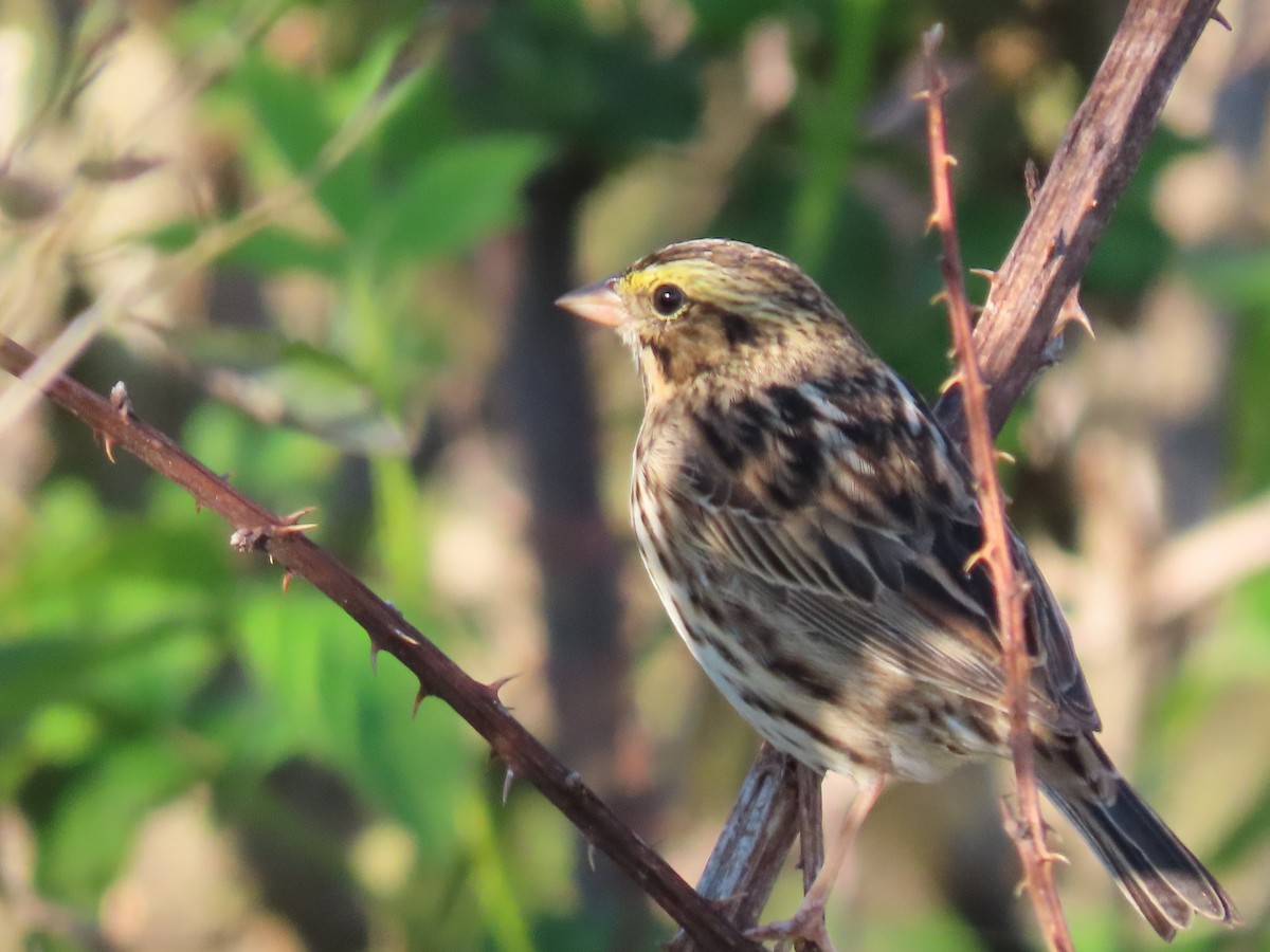 Savannah Sparrow - ML229088831