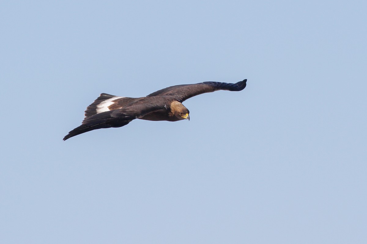 Águila Real - ML229090241