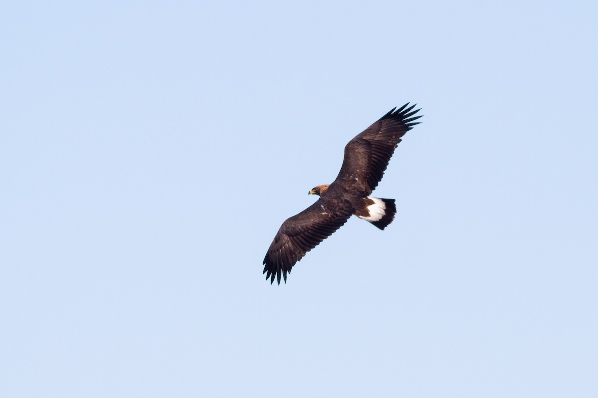 Golden Eagle - ML229090441