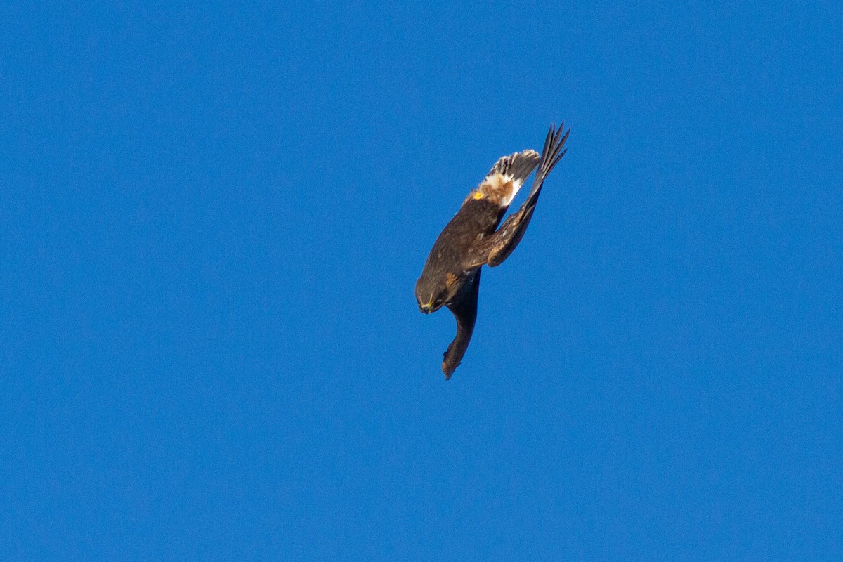 Golden Eagle - ML229090811