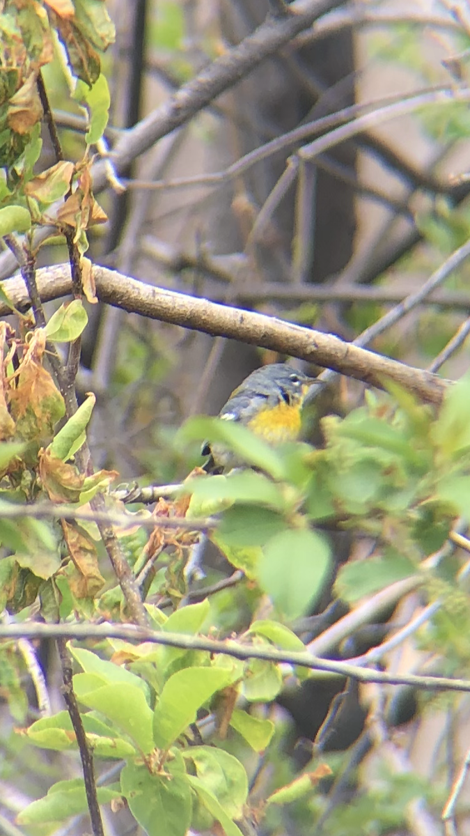 Northern Parula - ML229092251