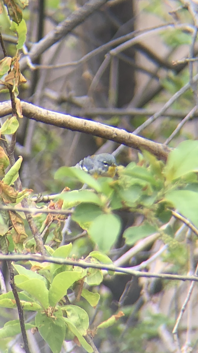 Northern Parula - ML229092261