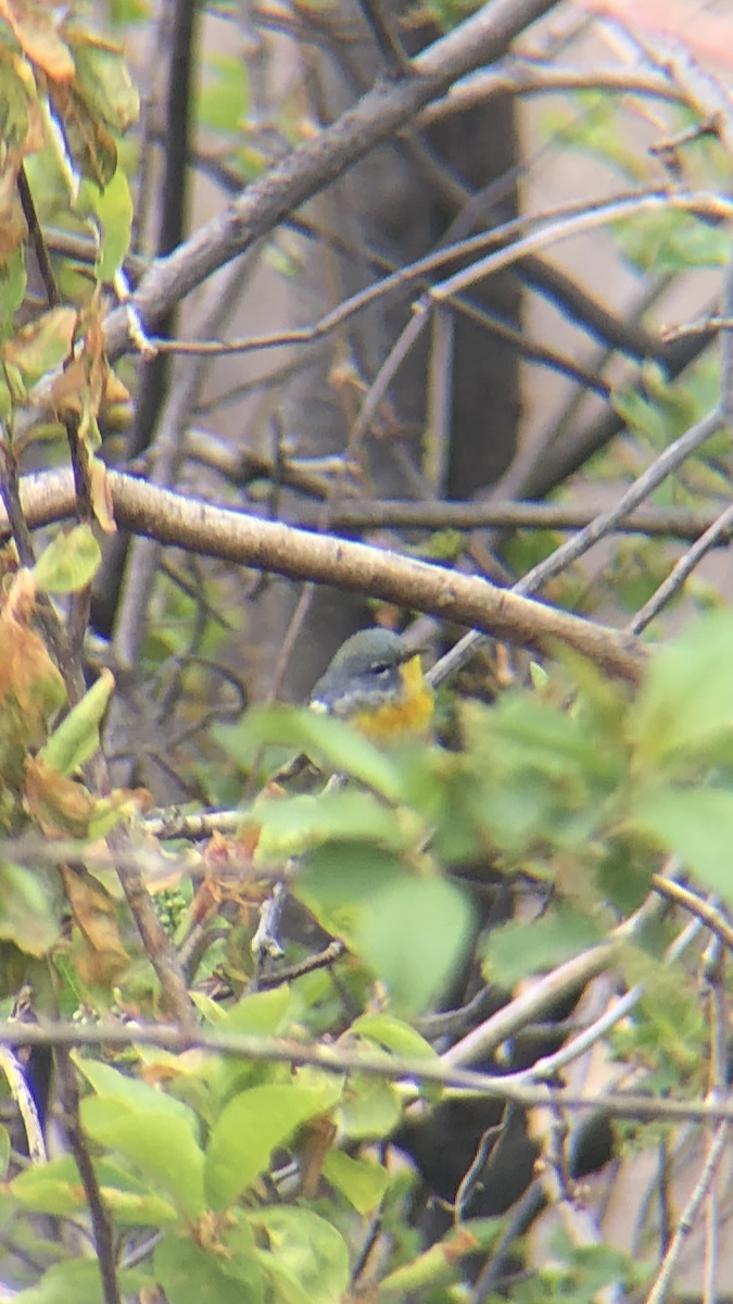 Northern Parula - ML229092291