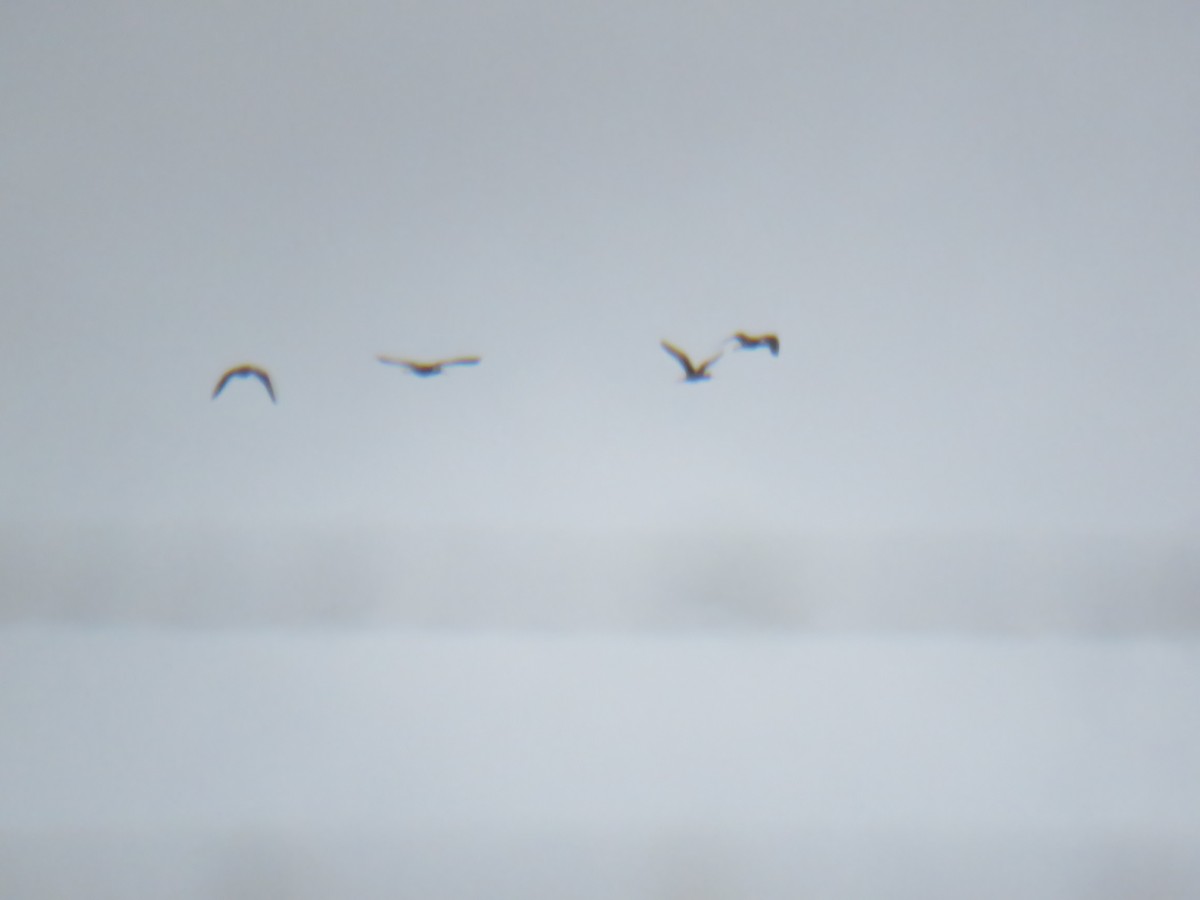 Гялаан билүүс - ML229092471