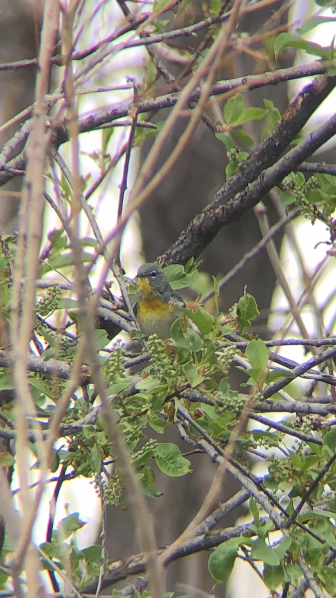Northern Parula - ML229092551