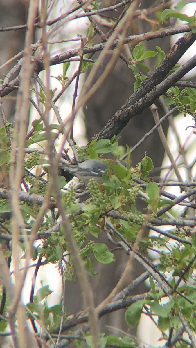 Northern Parula - ML229092641