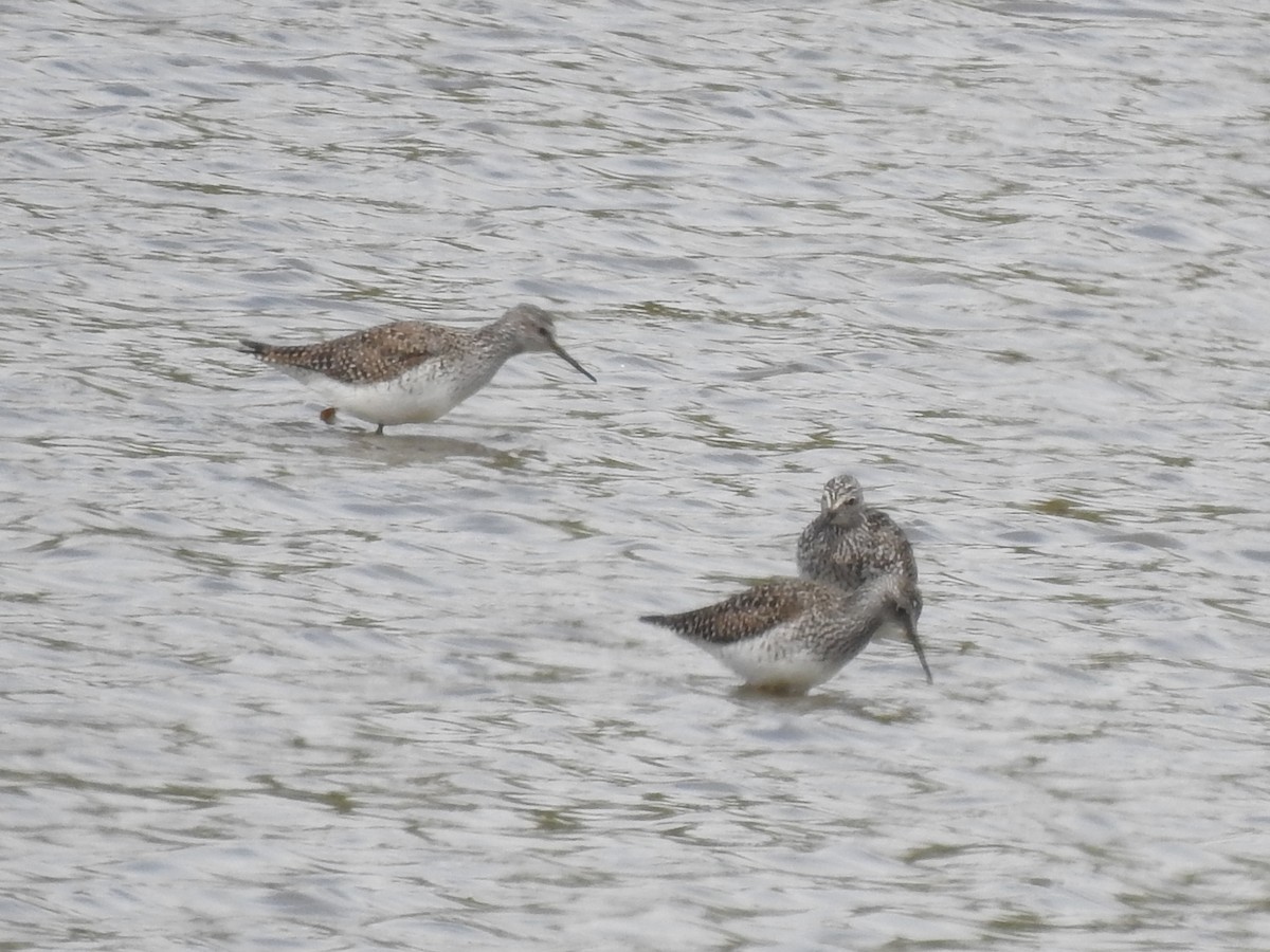 Solitary Sandpiper - DJ Ve