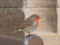 European Robin - Kylie Noonan