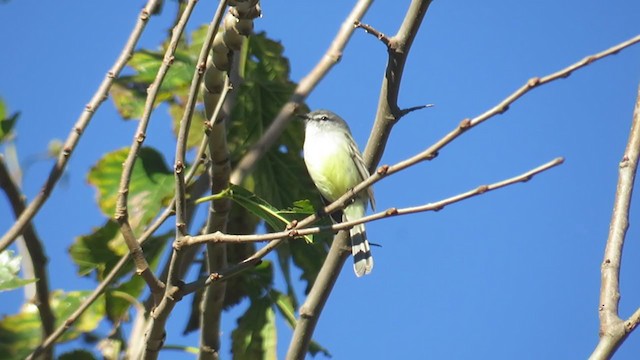 White-crested Tyrannulet (Sulphur-bellied) - ML229095401