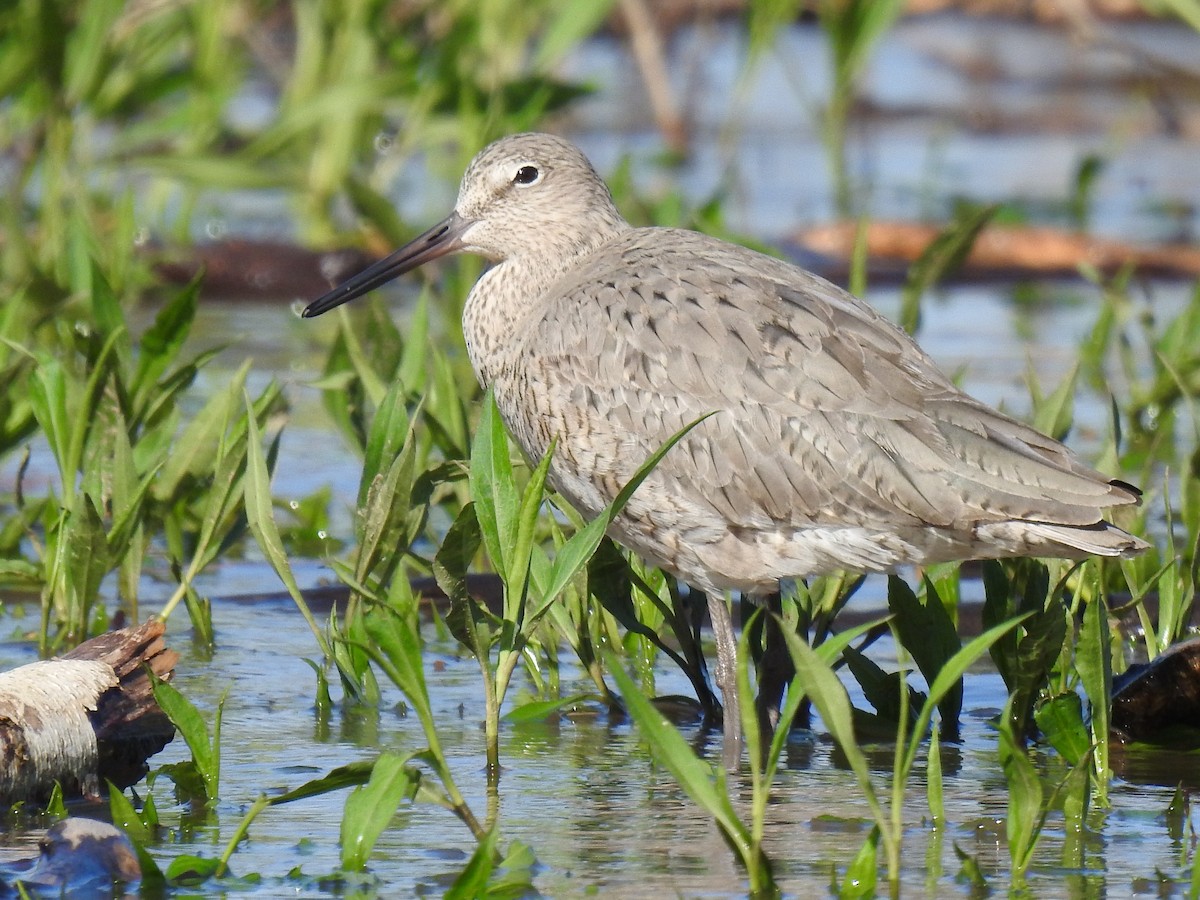 Willet - James Bolte