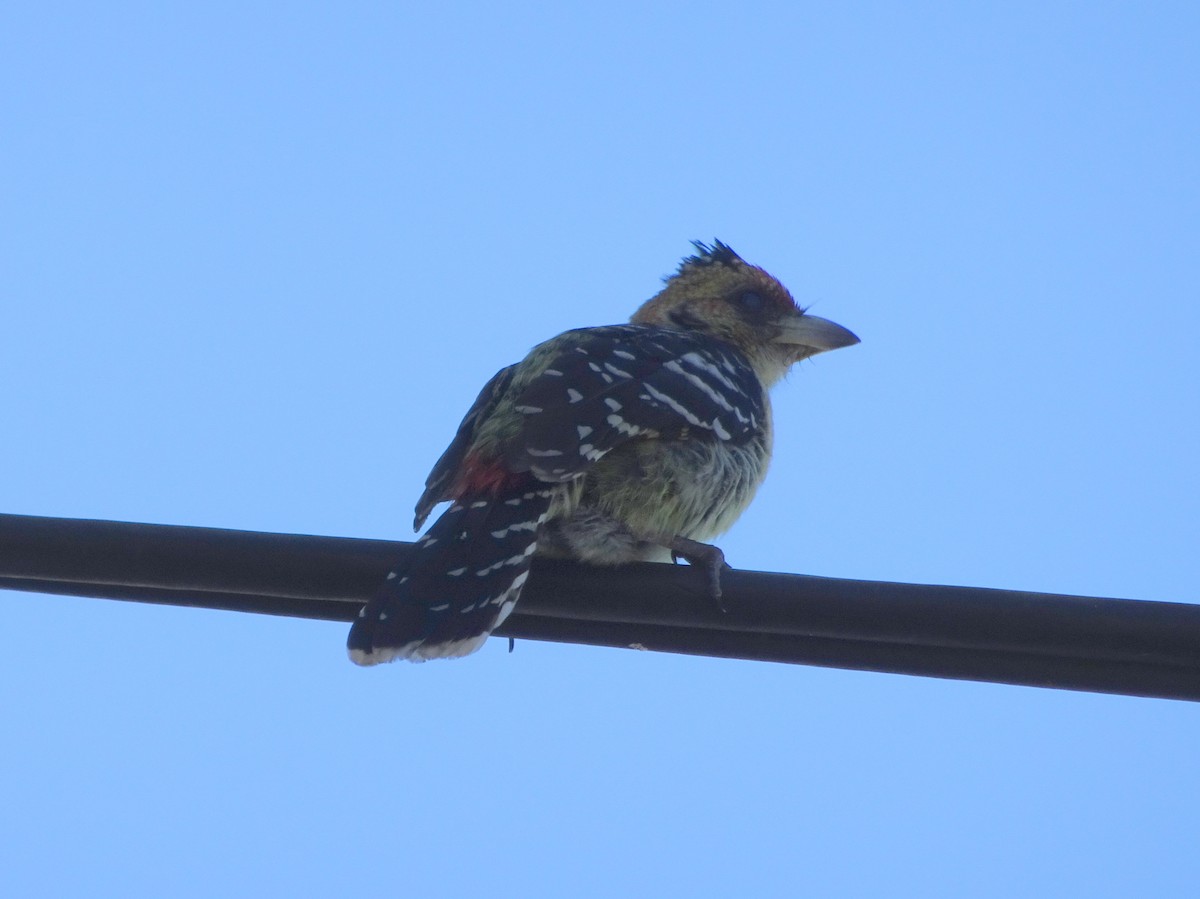 Crested Barbet - ML229097031