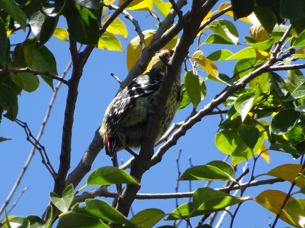 Crested Barbet - ML229097041