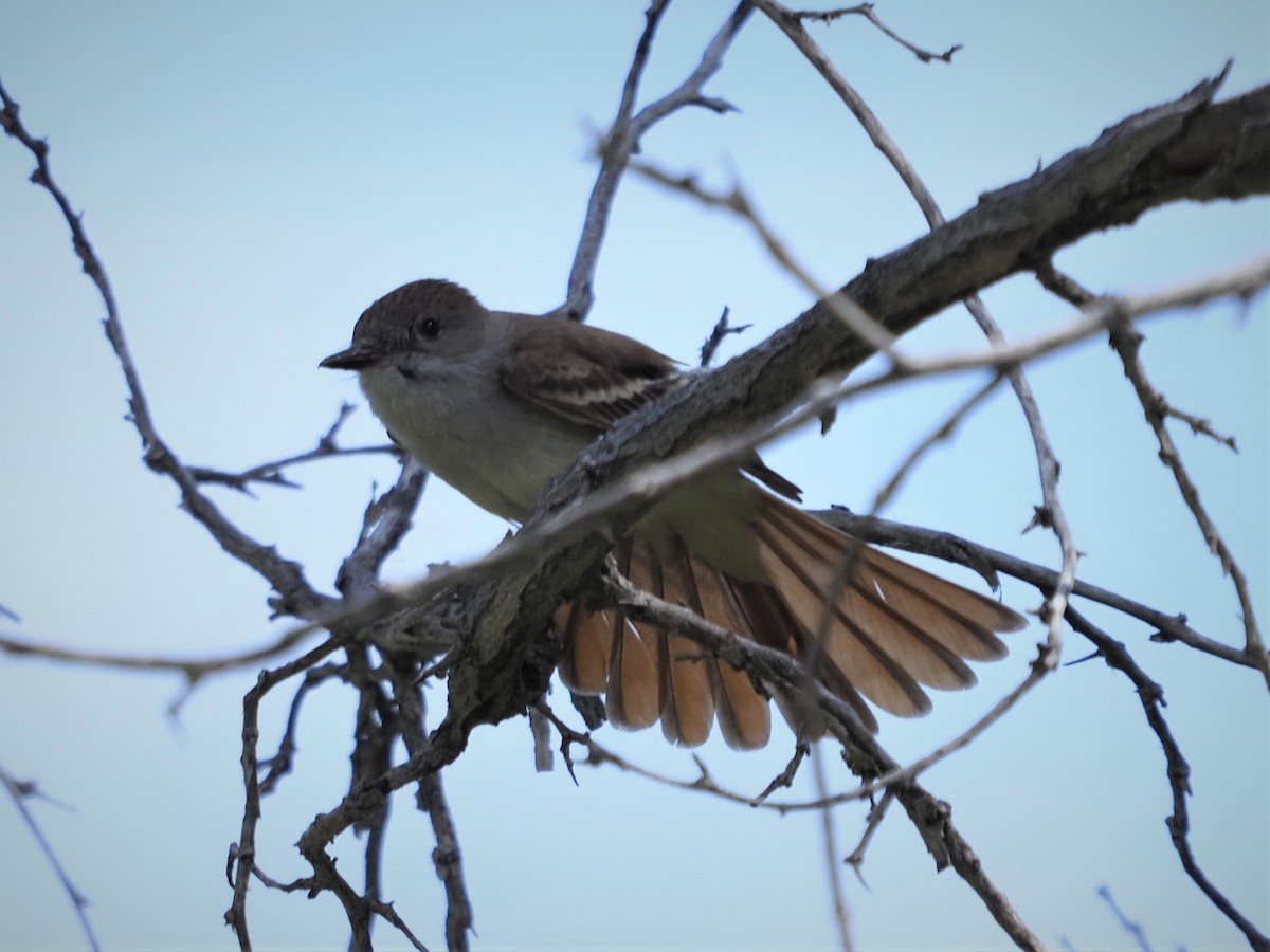 Ash-throated Flycatcher - ML229097941