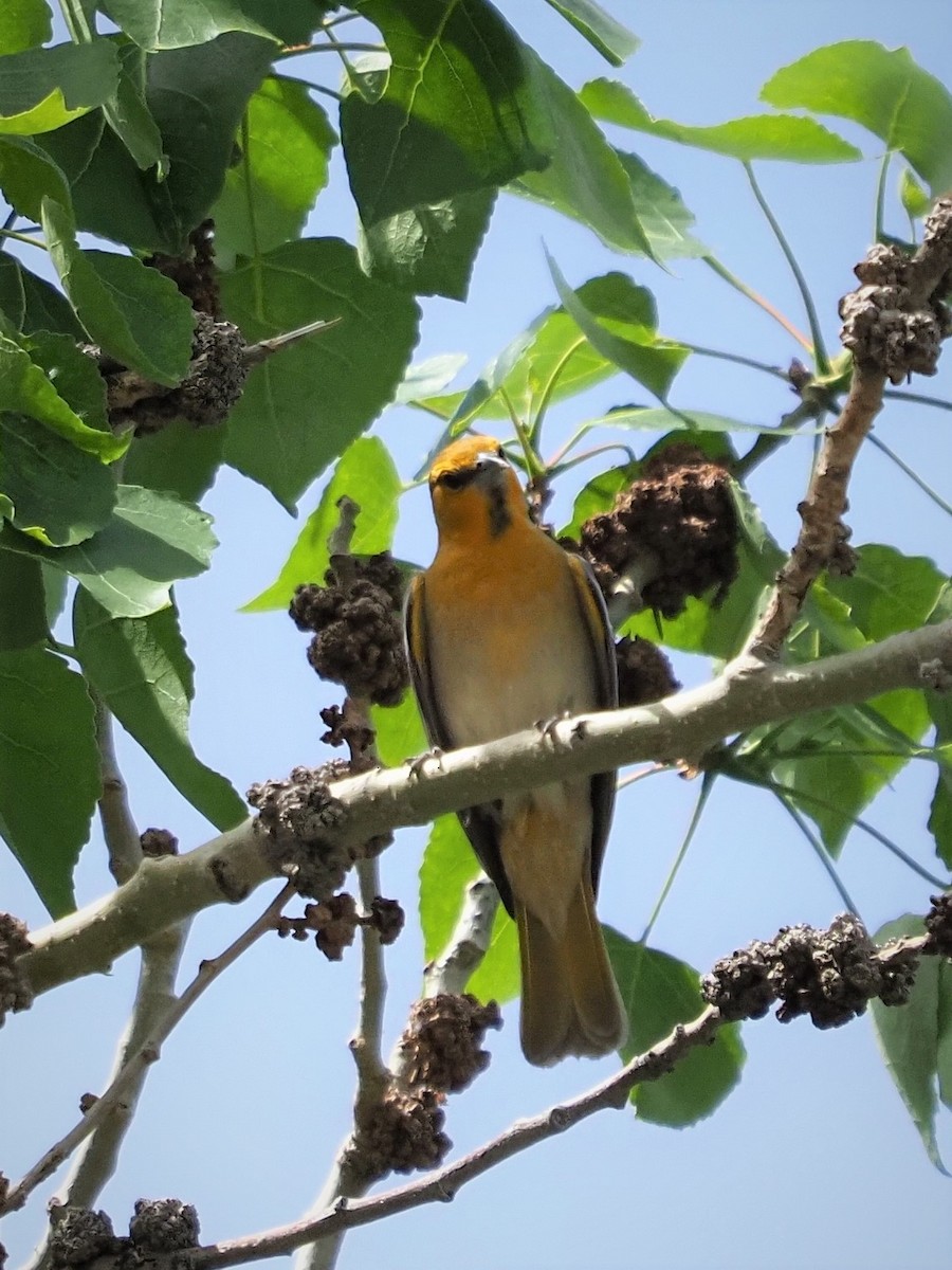 Bullock's Oriole - ML229098071