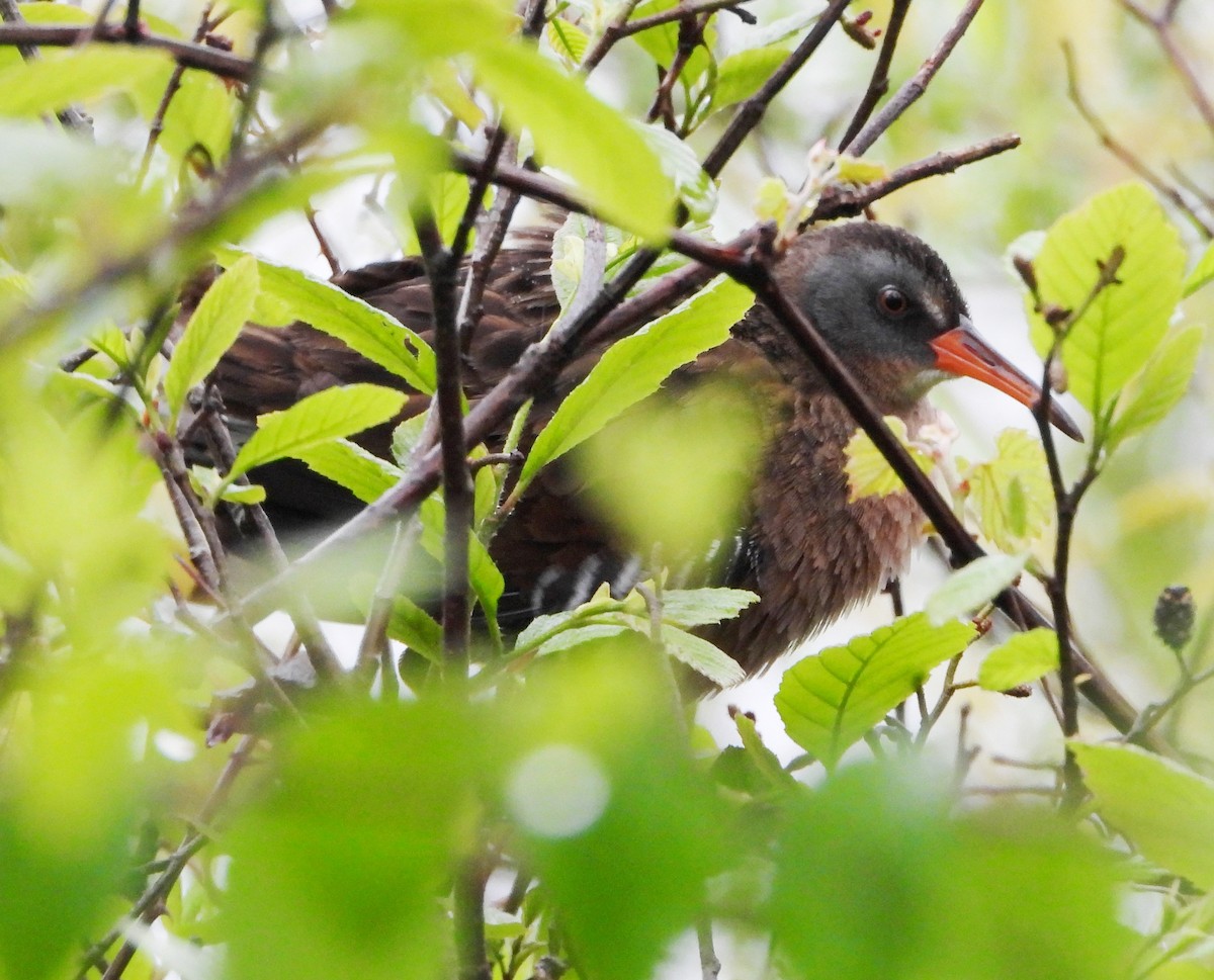 Virginia Rail - ML229098121