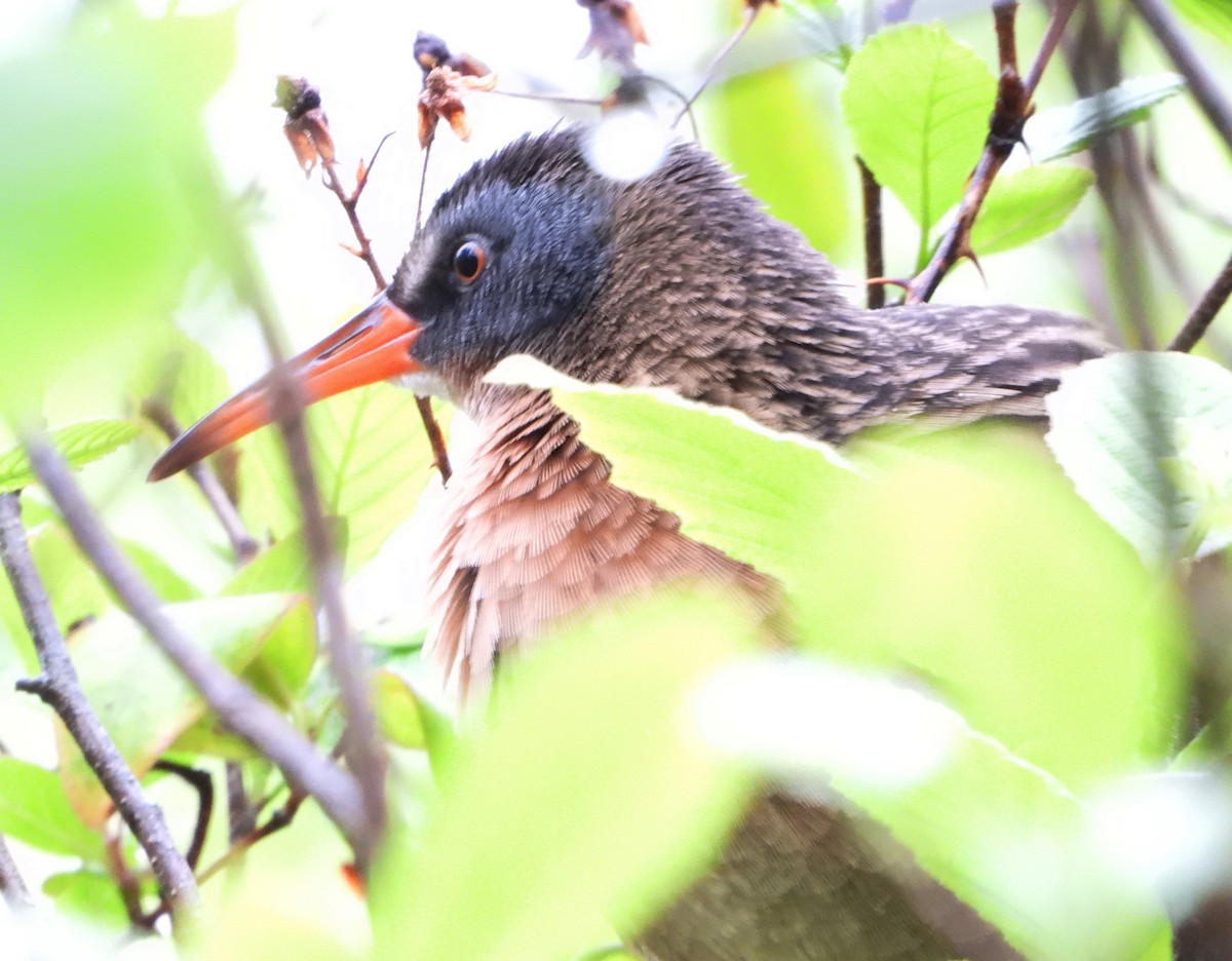 Virginia Rail - ML229098391