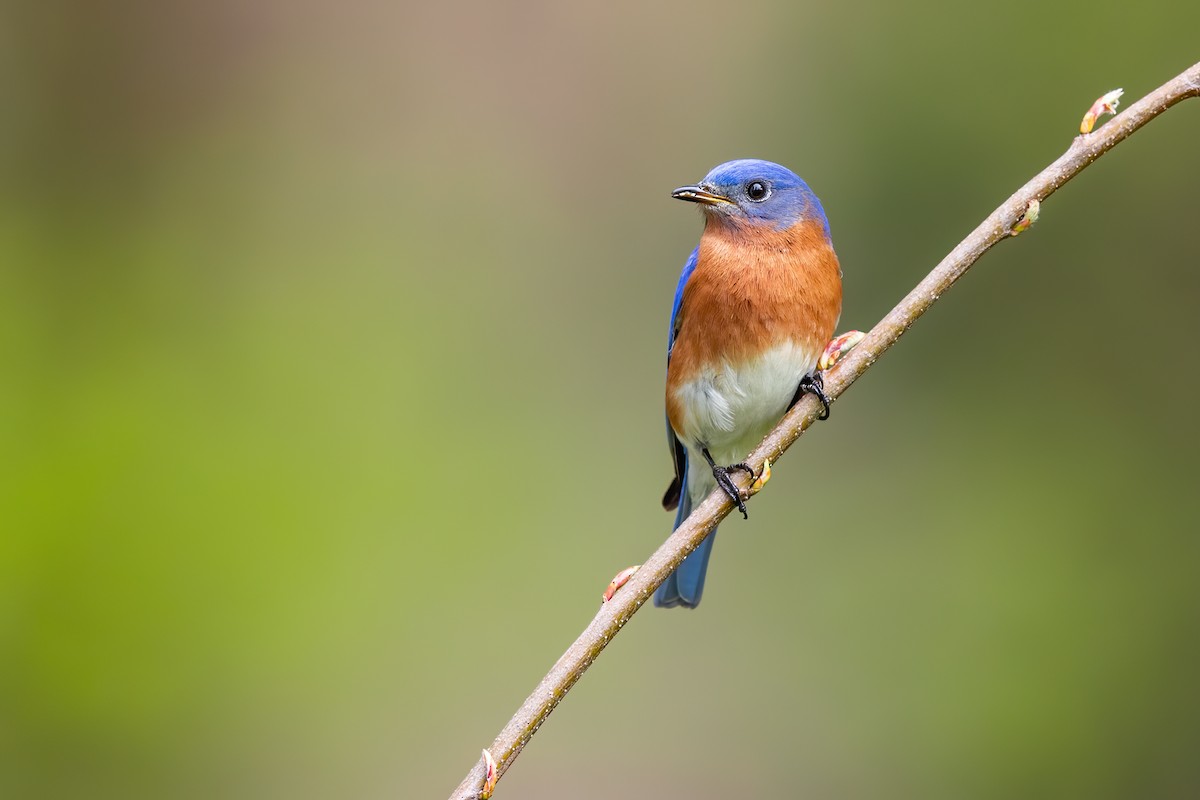 Eastern Bluebird - Brad Imhoff