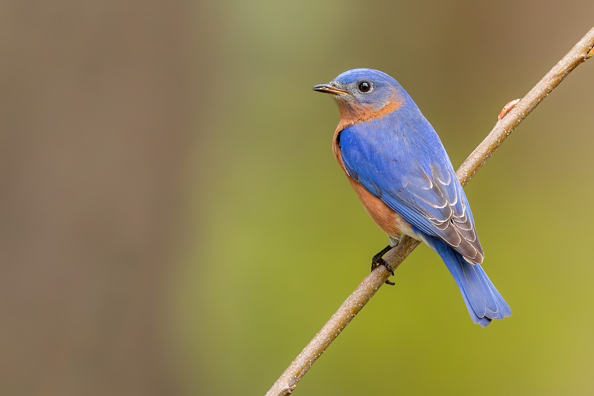 Eastern Bluebird - ML229098911