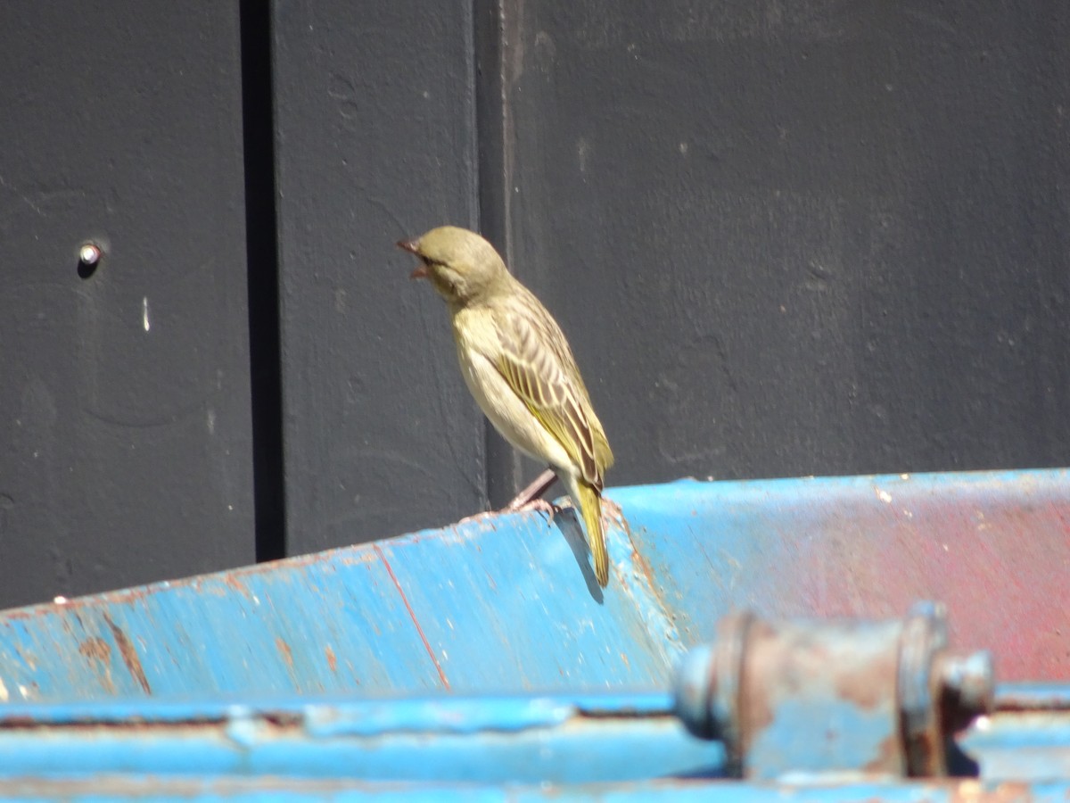 Southern Masked-Weaver - ML229098981