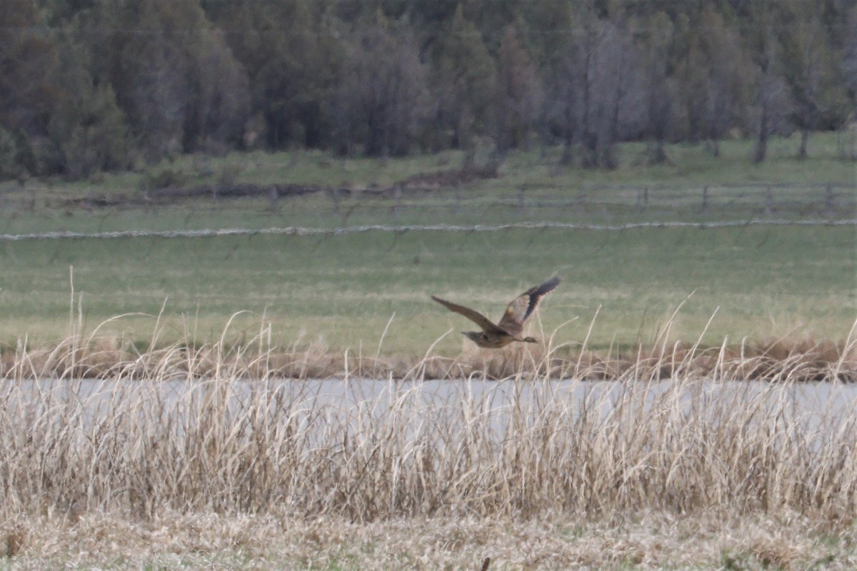 American Bittern - ML229099041