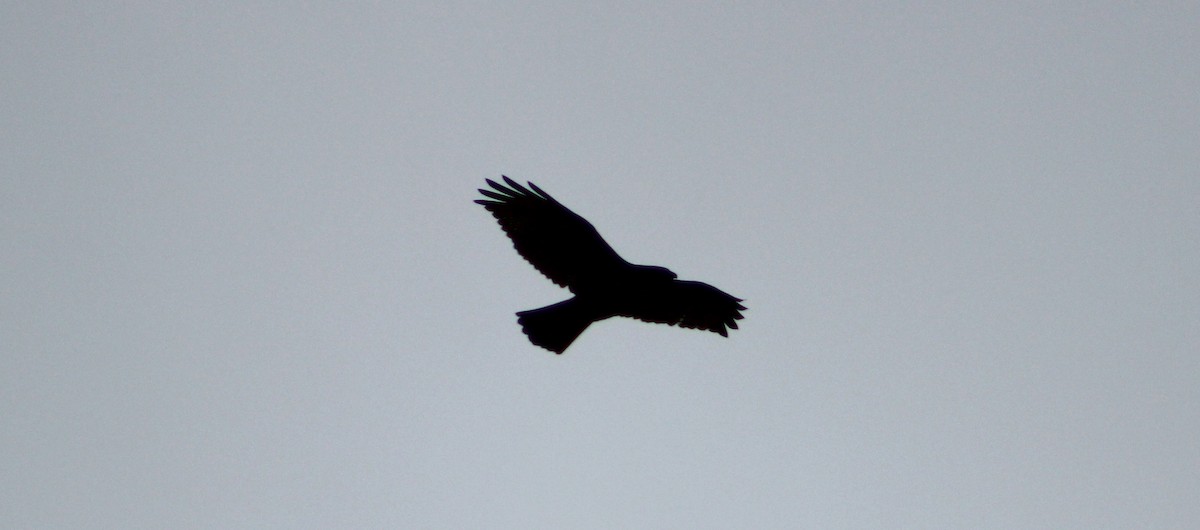 Red-tailed Hawk - ML229099551