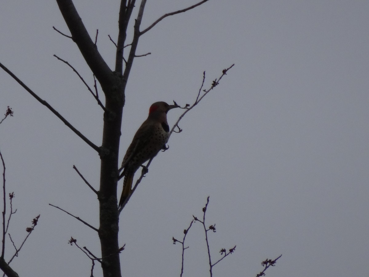 Northern Flicker - ML229100671