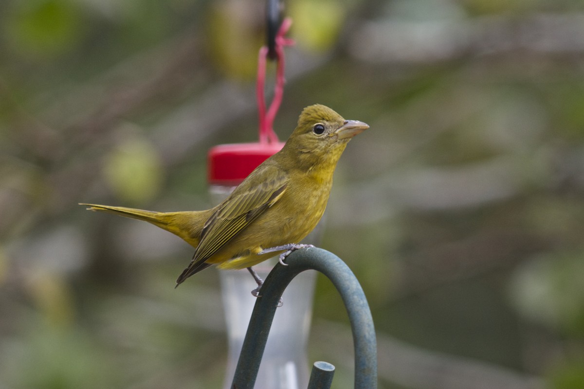Summer Tanager - Janice Neitzel