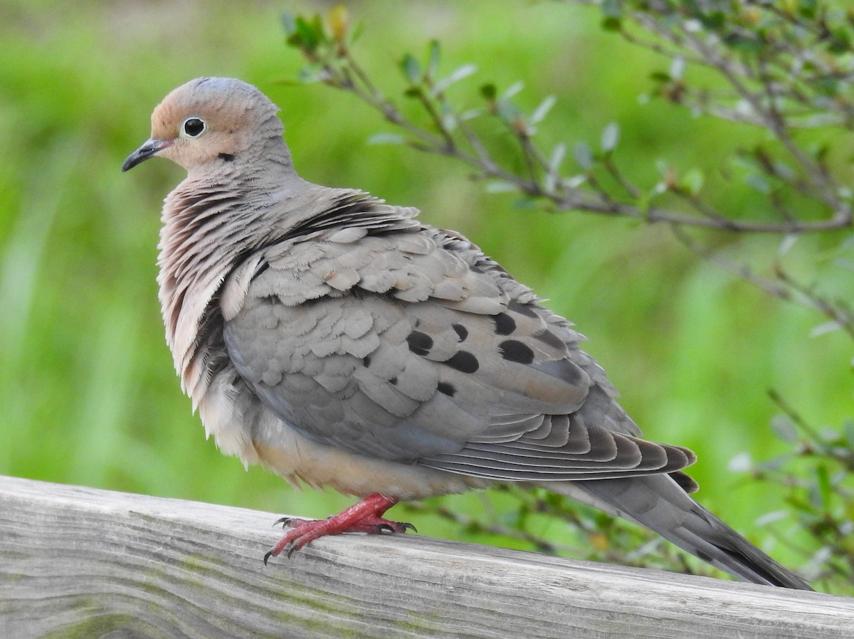Mourning Dove - Michael Weisensee