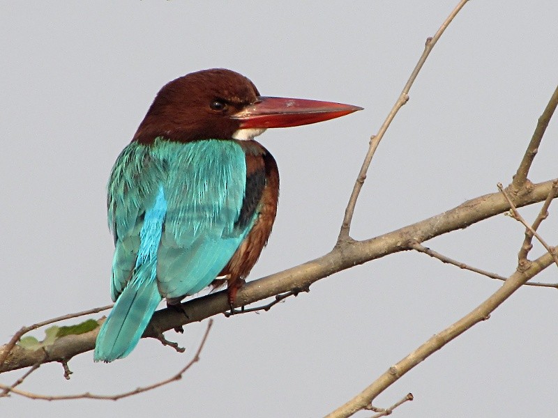 White-throated Kingfisher - Ramit Singal