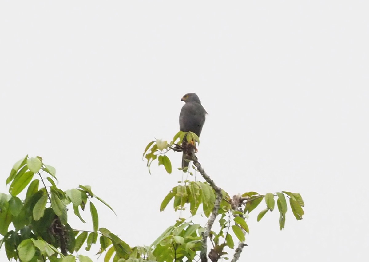 Gray-headed Goshawk - ML229107391