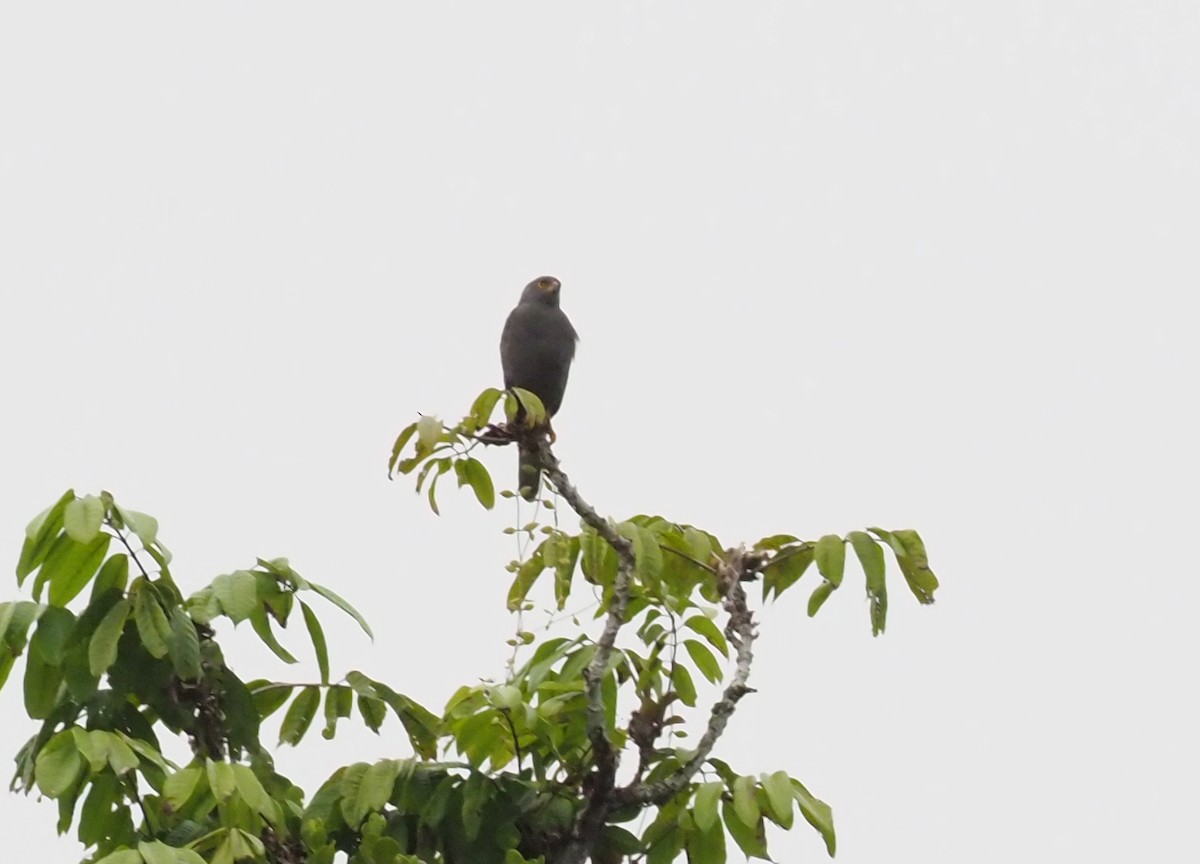 Gray-headed Goshawk - Stephan Lorenz