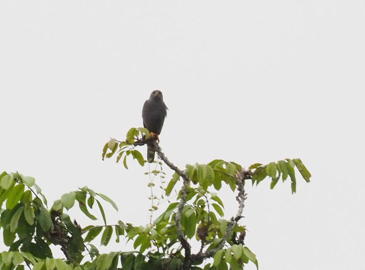 Gray-headed Goshawk - Stephan Lorenz