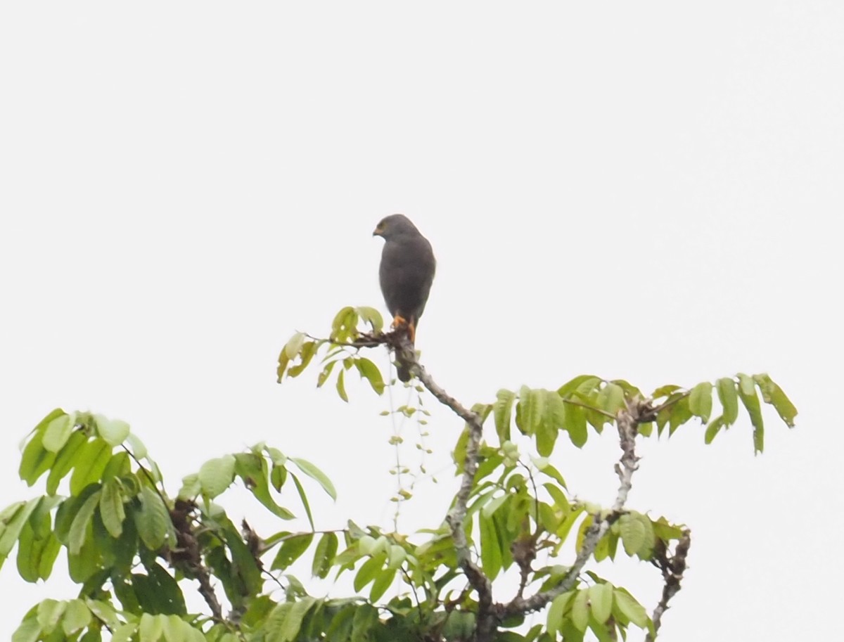 Gray-headed Goshawk - Stephan Lorenz