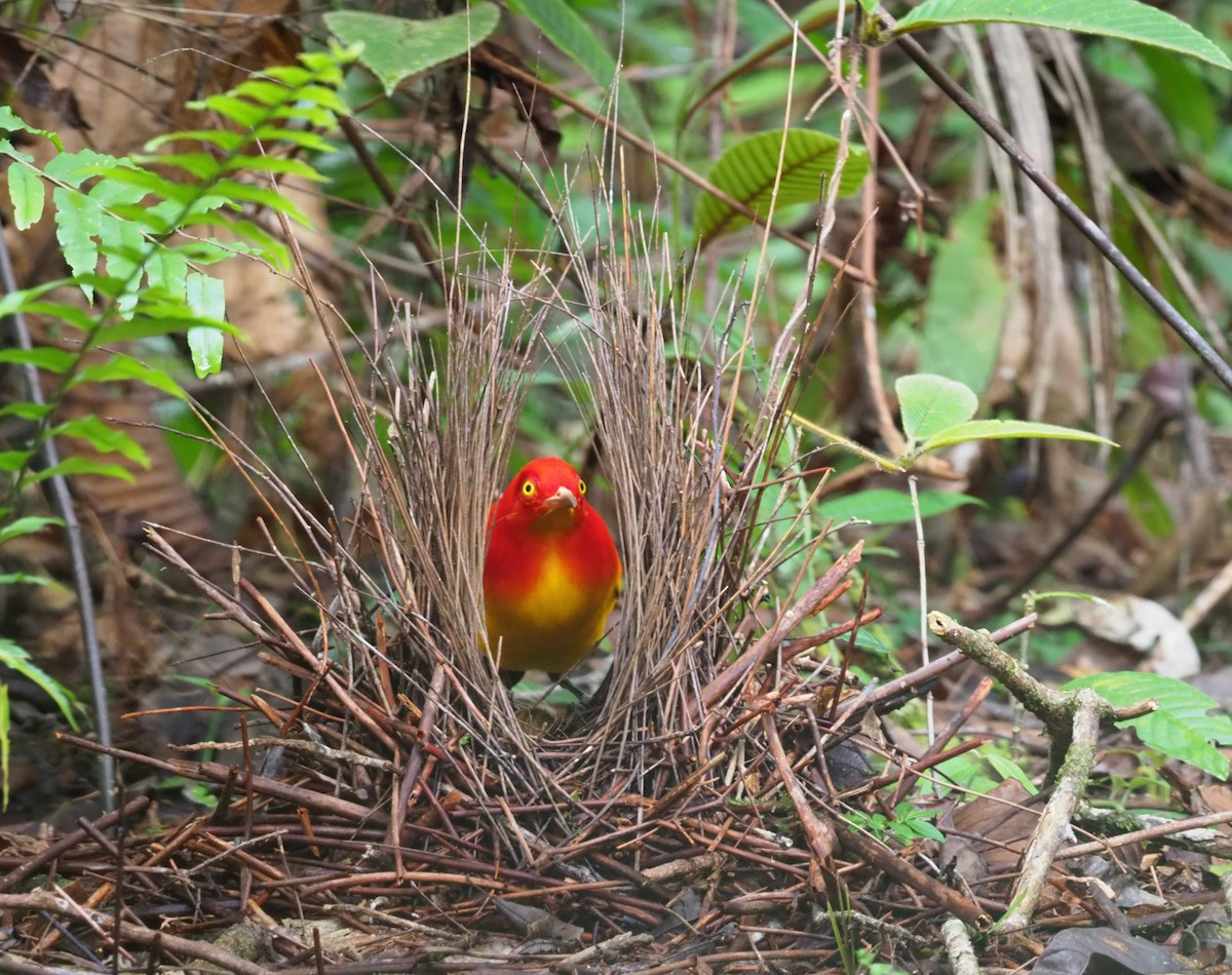 Flame Bowerbird - ML229108471