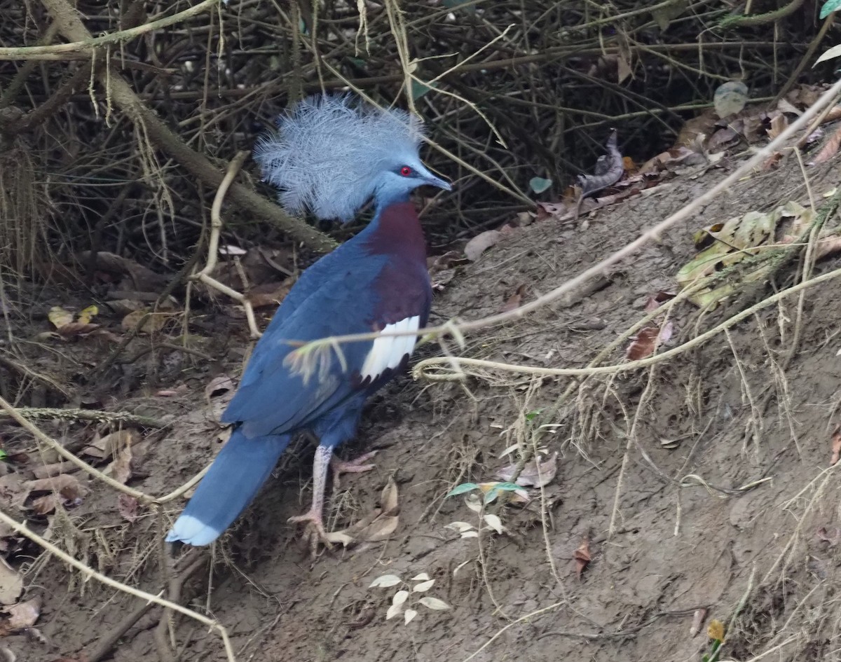 Sclater's Crowned-Pigeon - ML229109031