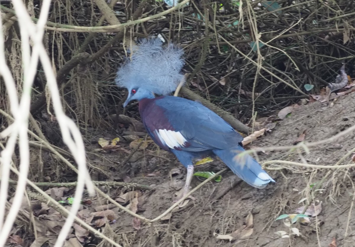 Sclater's Crowned-Pigeon - ML229109281