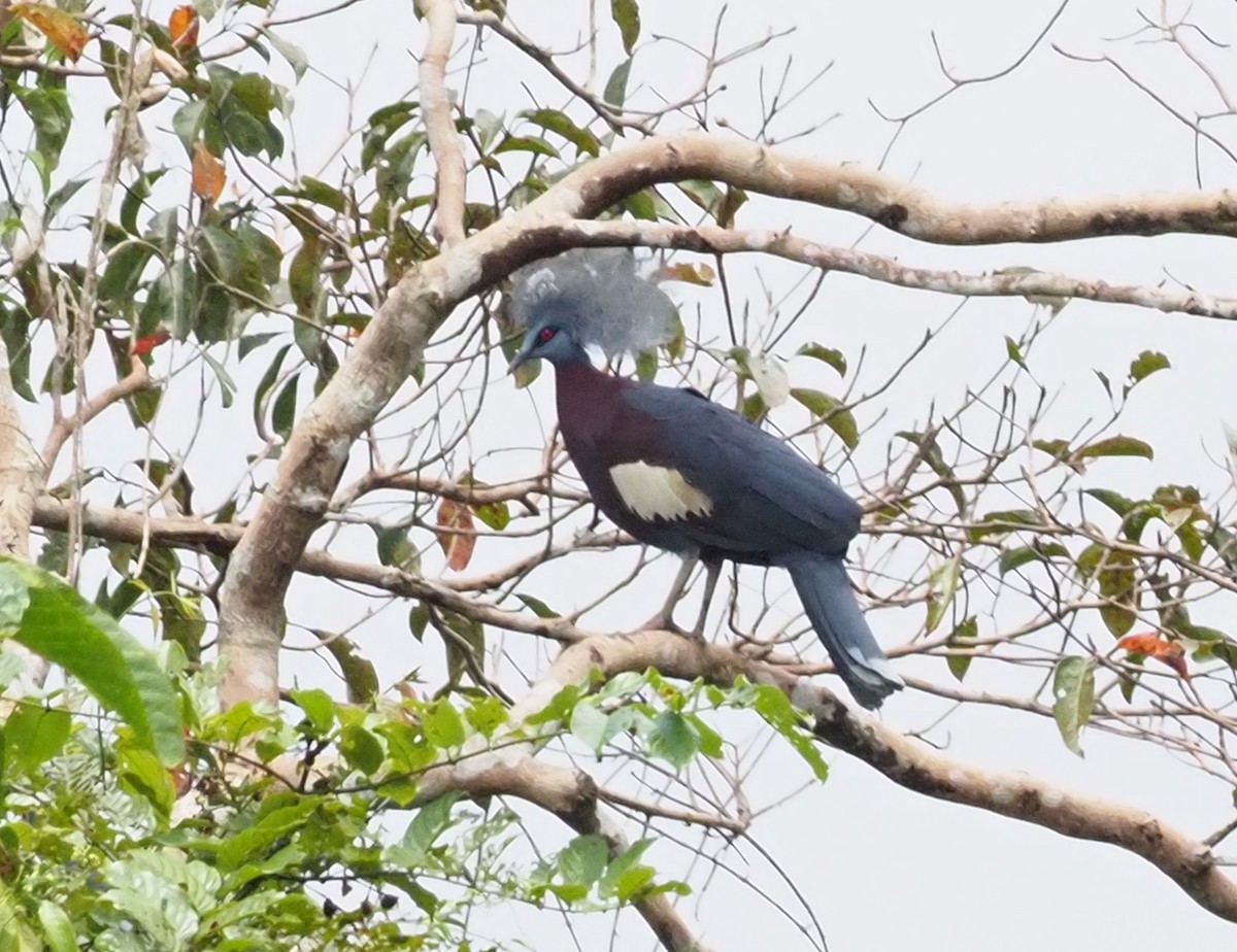 Sclater's Crowned-Pigeon - ML229109411