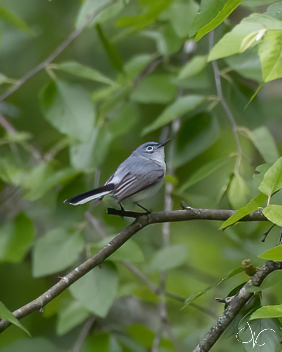 Blue-gray Gnatcatcher - ML229109471