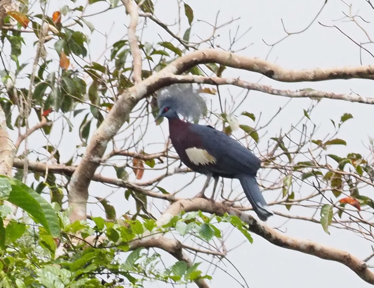 Sclater's Crowned-Pigeon - ML229109481