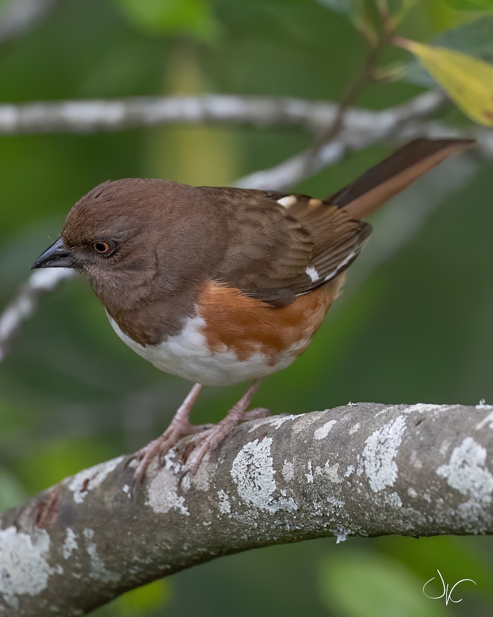 Eastern Towhee - ML229109731