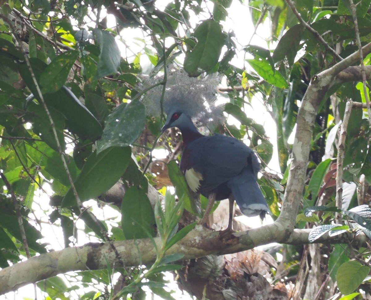 Sclater's Crowned-Pigeon - ML229109801