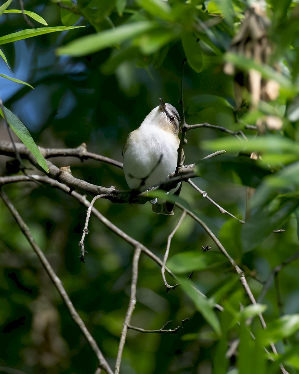 Red-eyed Vireo - ML229110291