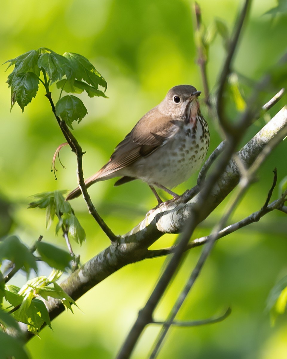 Hermit Thrush - ML229110831