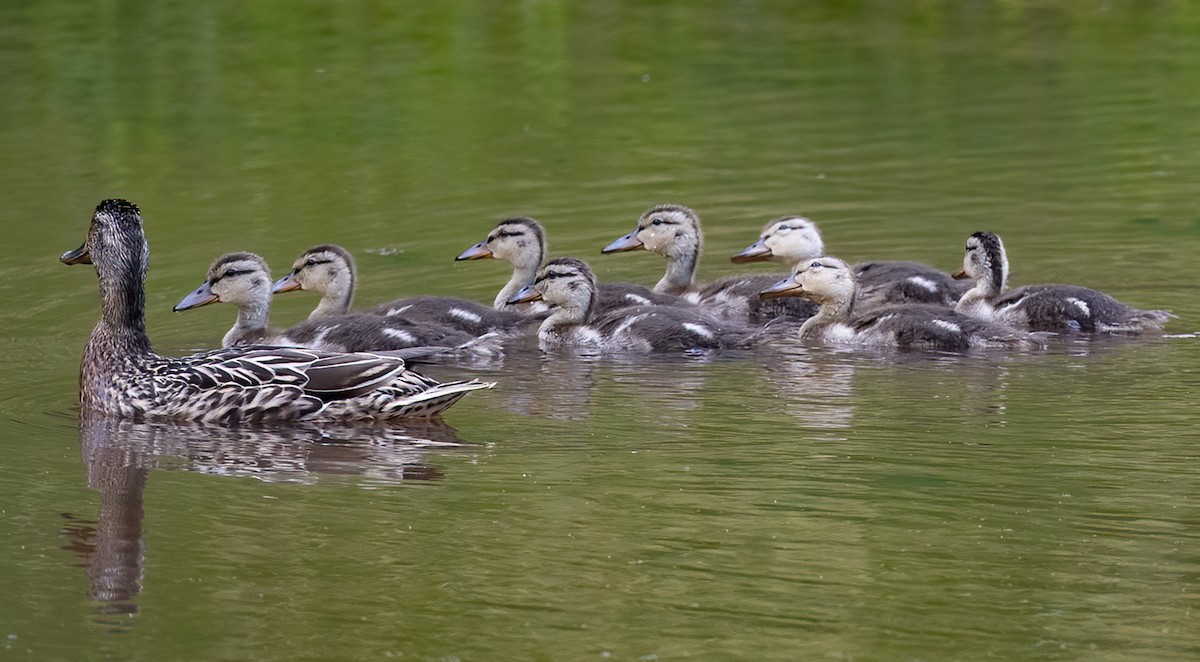 Blue-winged Teal - ML229111211