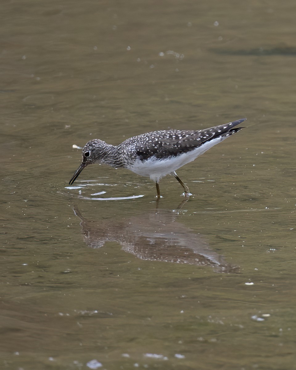 Solitary Sandpiper - ML229111251