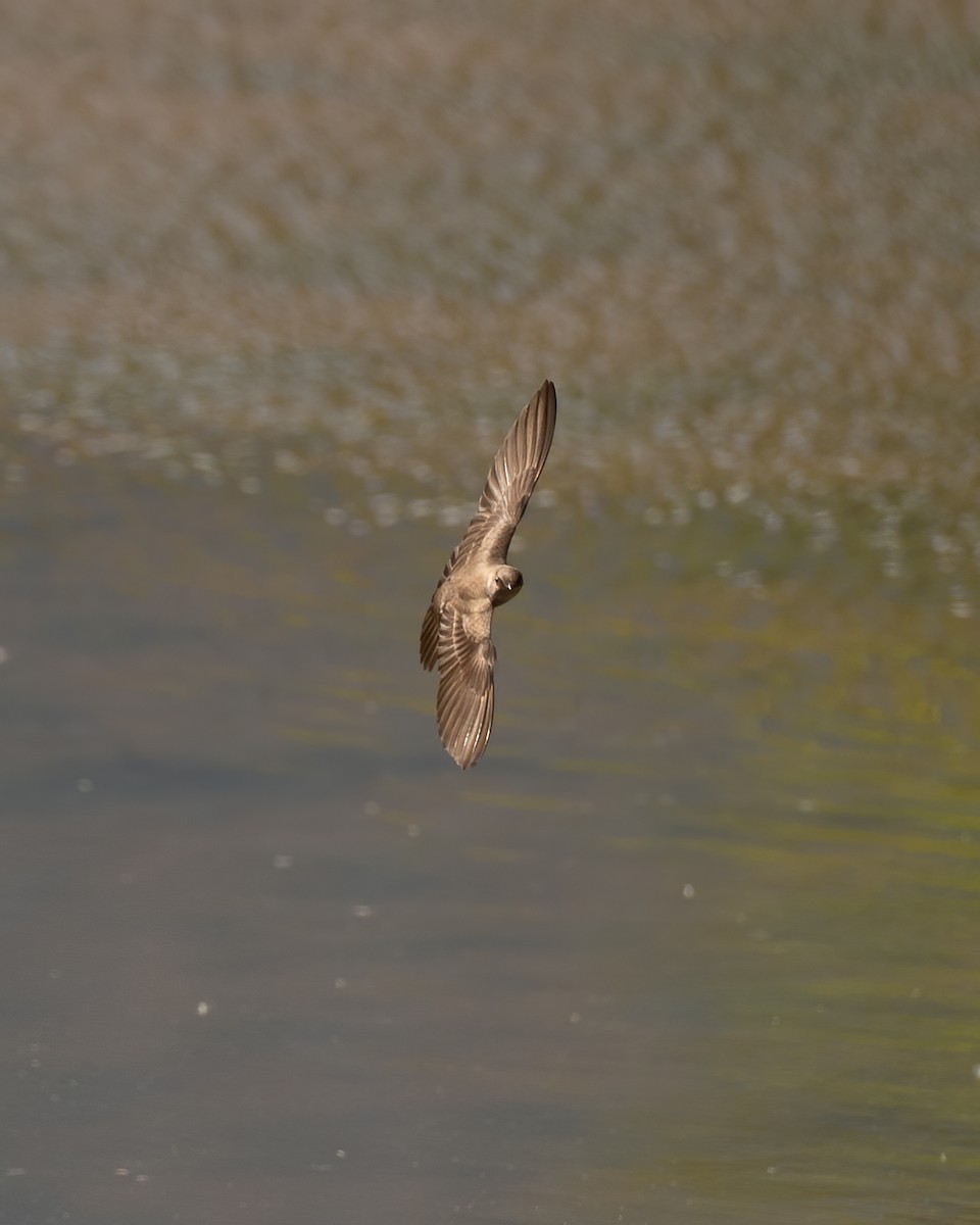 Northern Rough-winged Swallow - ML229111401